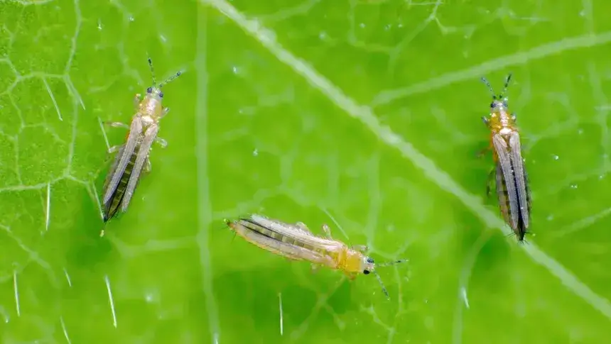 Kaneem para la protección vegetal contra insectos plaga